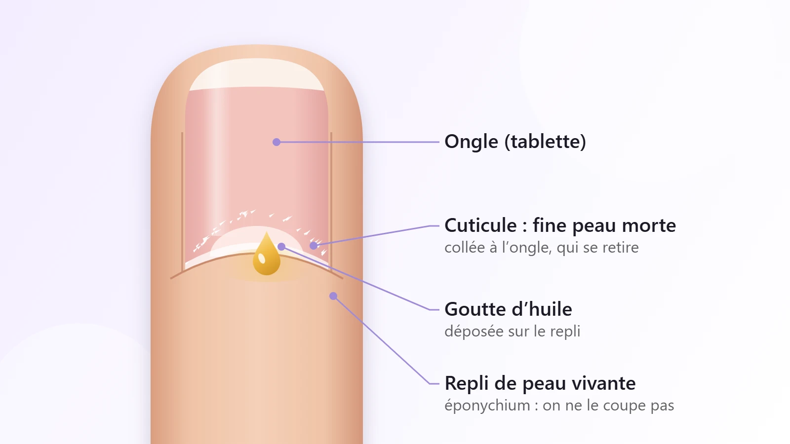 Cuticules sèches : schéma d’un bout de doigt avec l’ongle, la cuticule et le repli de peau, et une goutte d’huile déposée sur le repli